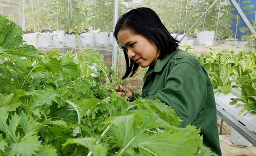 Những cô gái khát vọng làm giàu trên cao nguyên Đăk Lăk